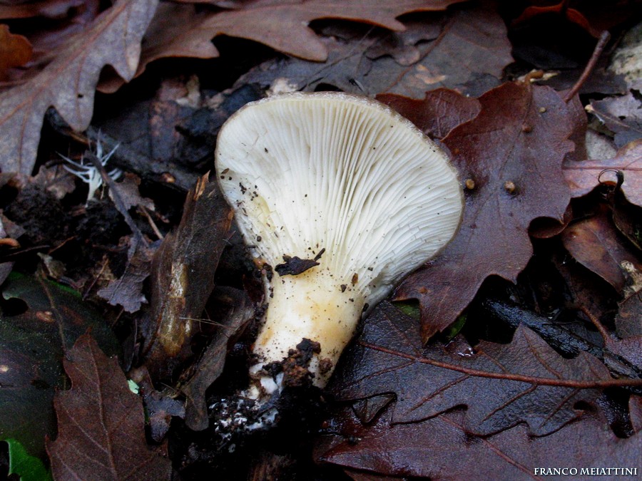 Ritrovamenti di fine Dicembre 2008  parte 1a